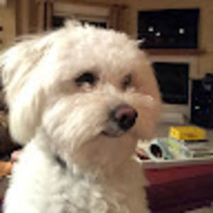 Meet your Posher, Abigail